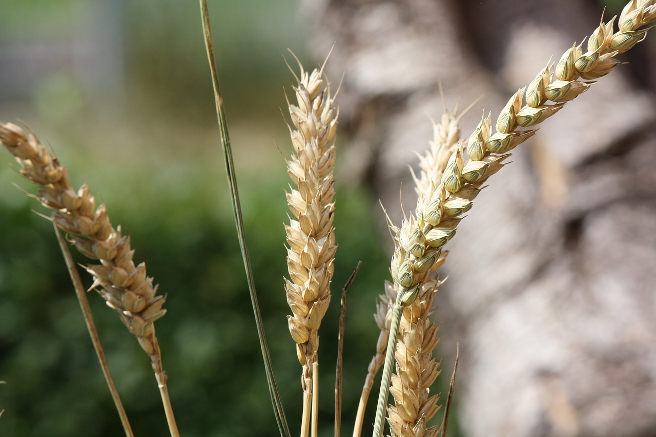 cereals  grain  summer free photo