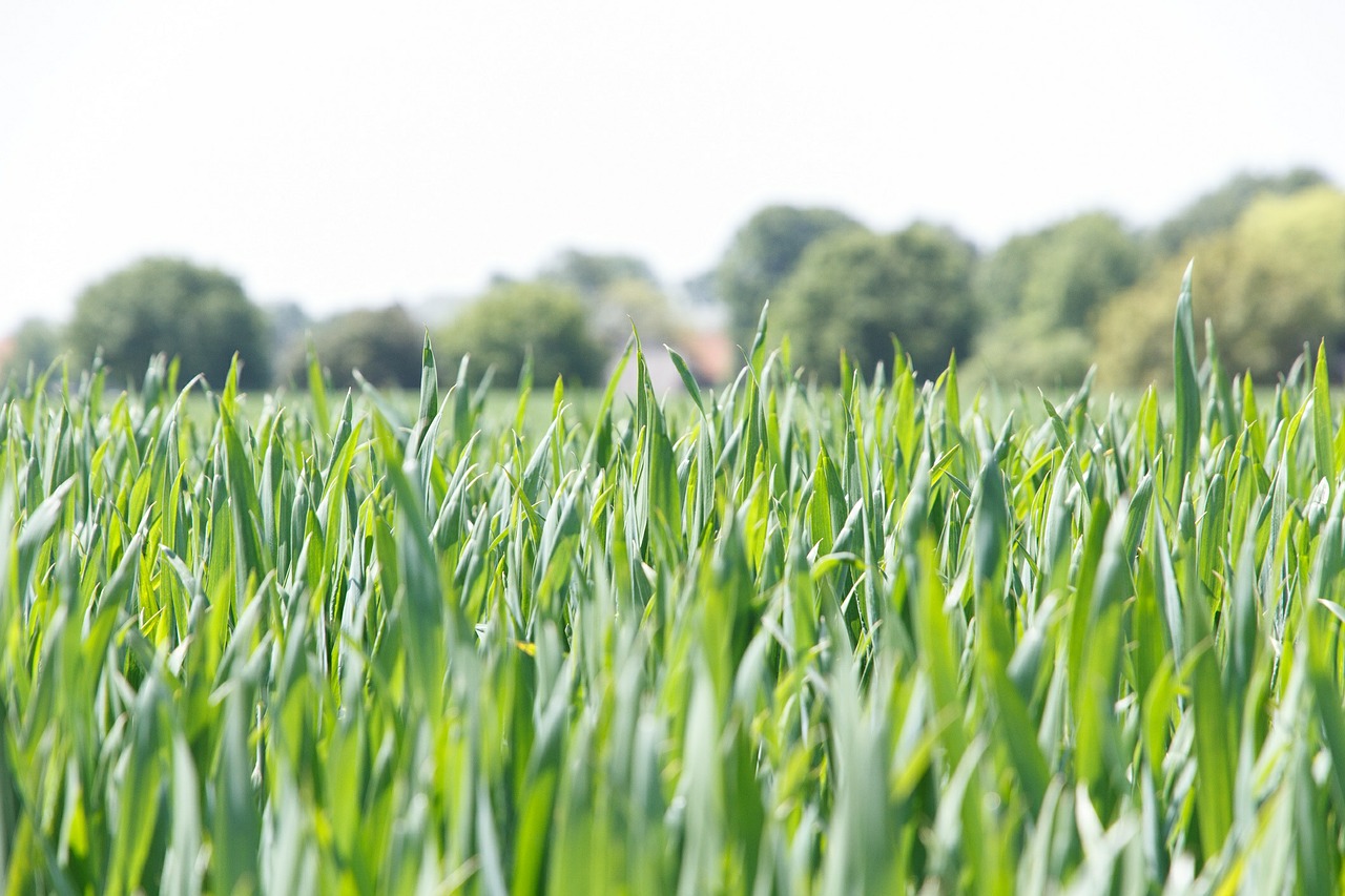 cereals agriculture pasture free photo