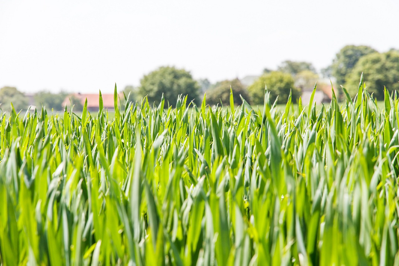 cereals grain agriculture free photo