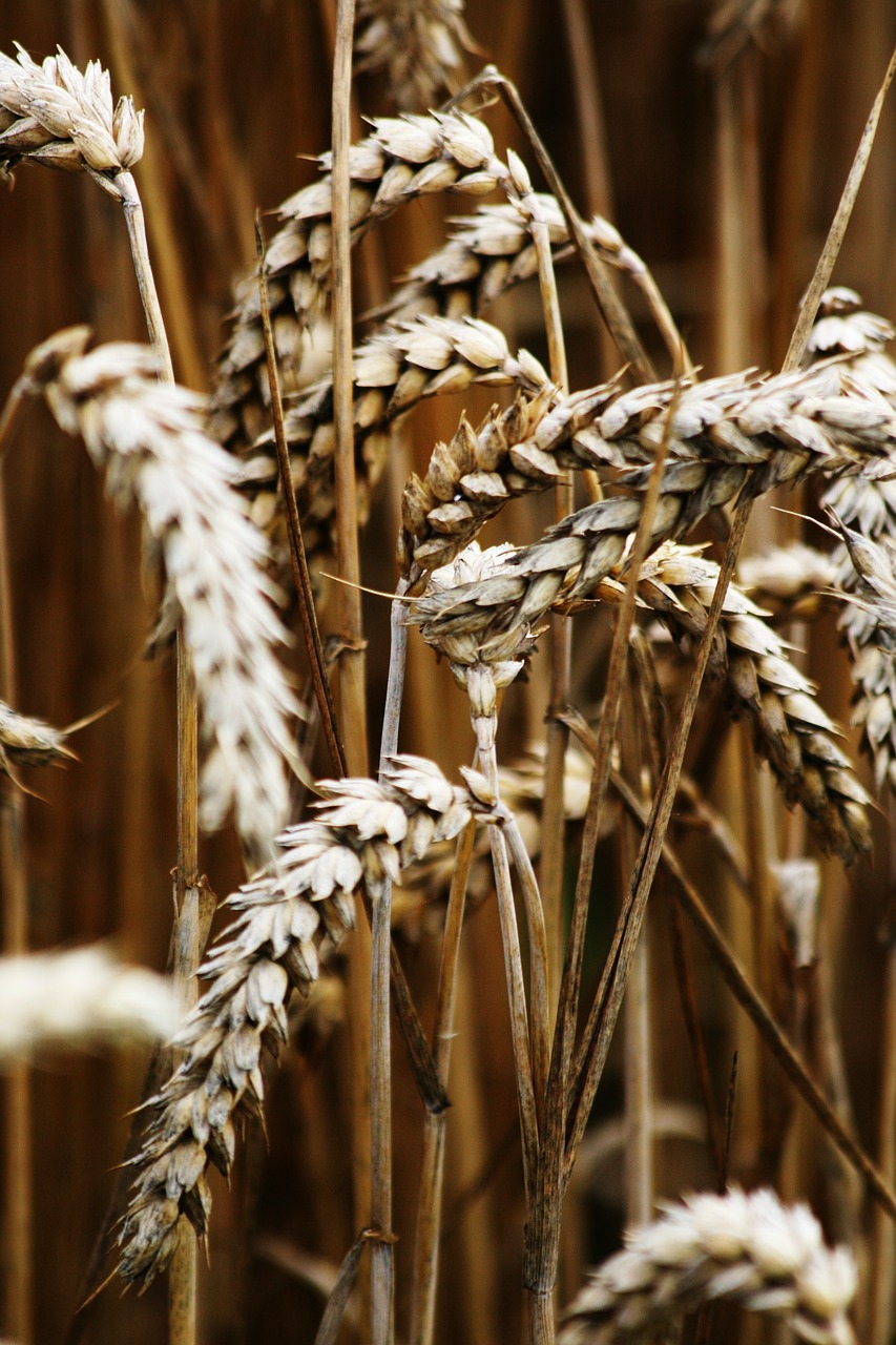 cereals harvest wheat free photo