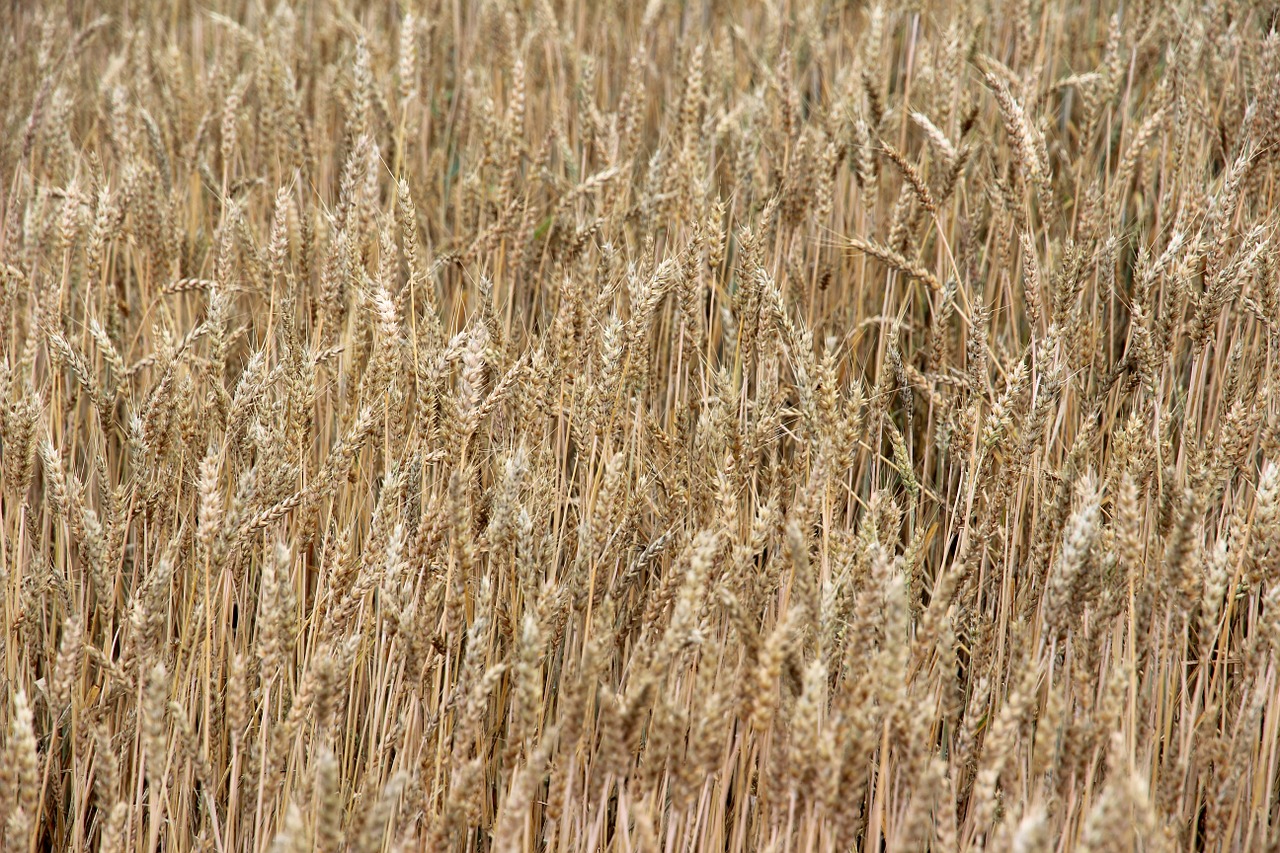 cereals spike field free photo