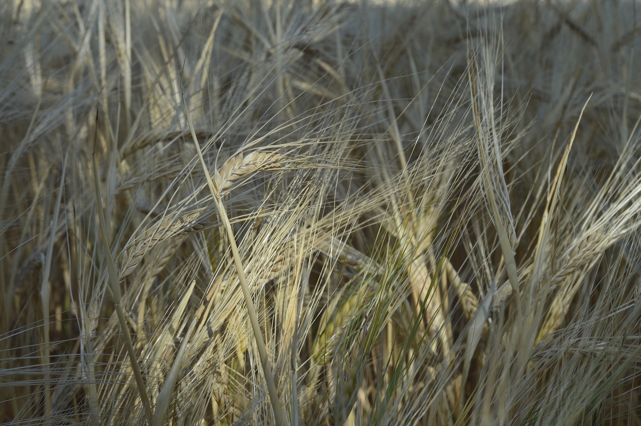 cereals  landscape  agriculture free photo