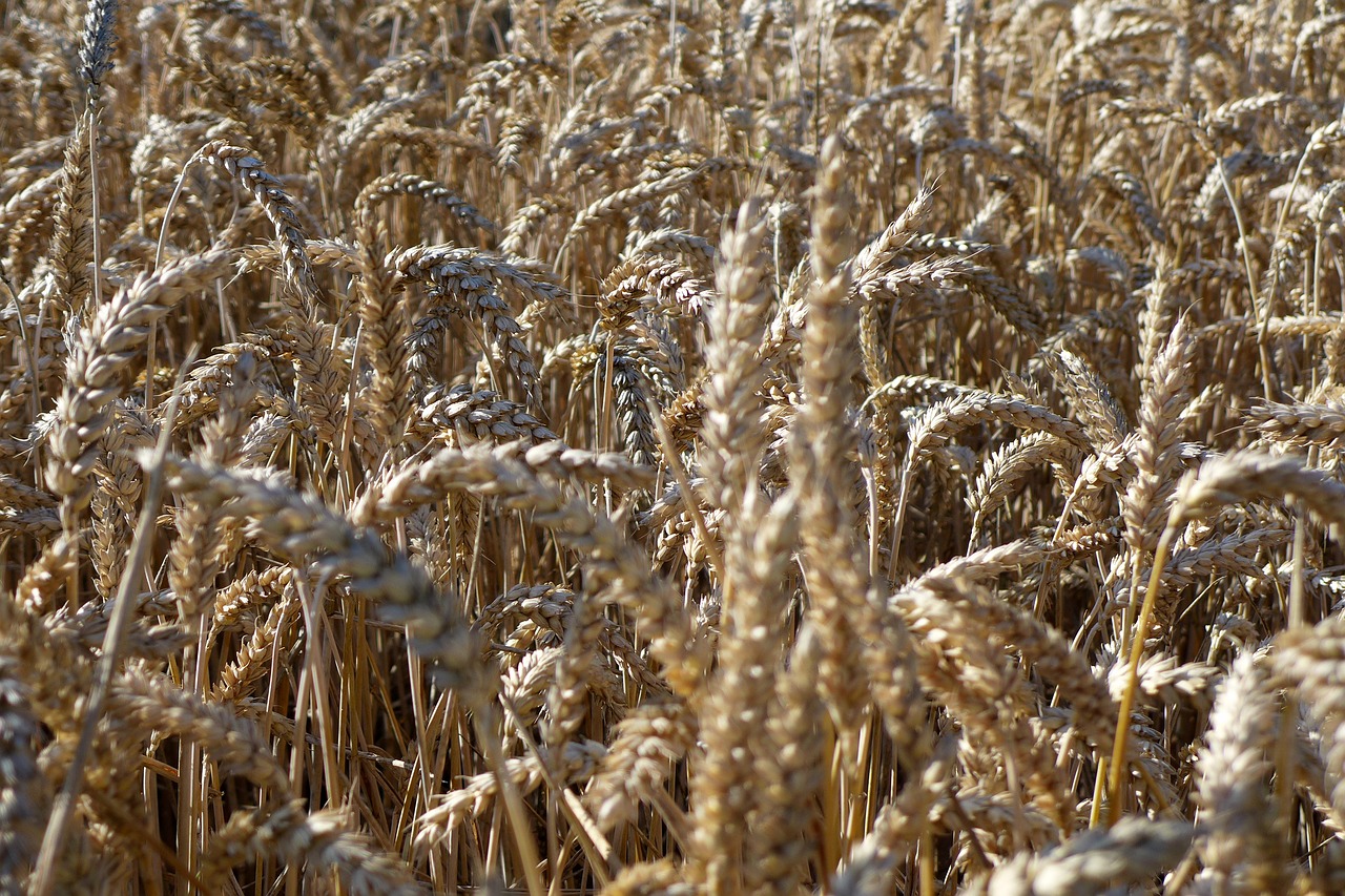 cereals  field  harvest free photo