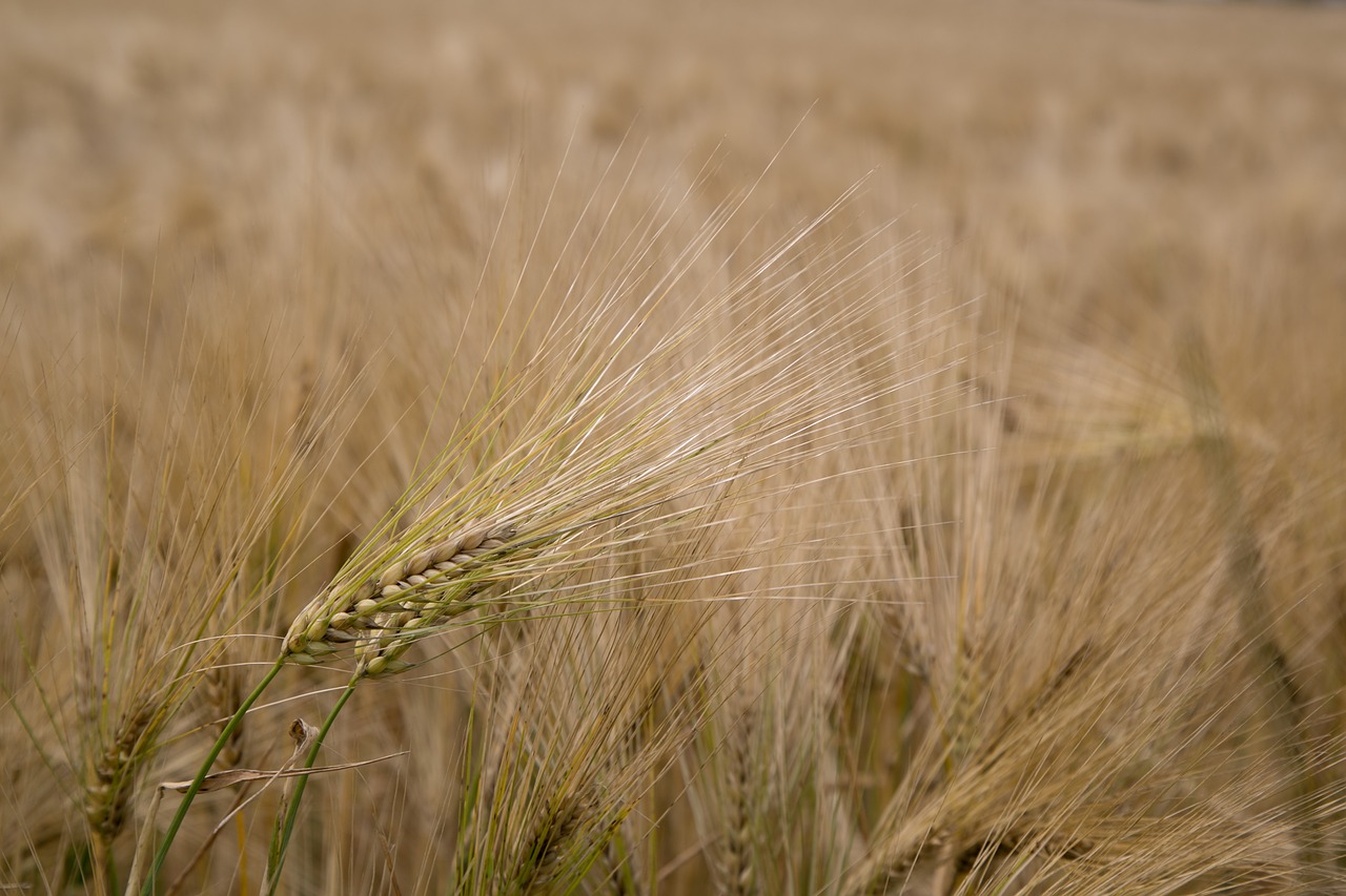 cereals  brown  wheat free photo