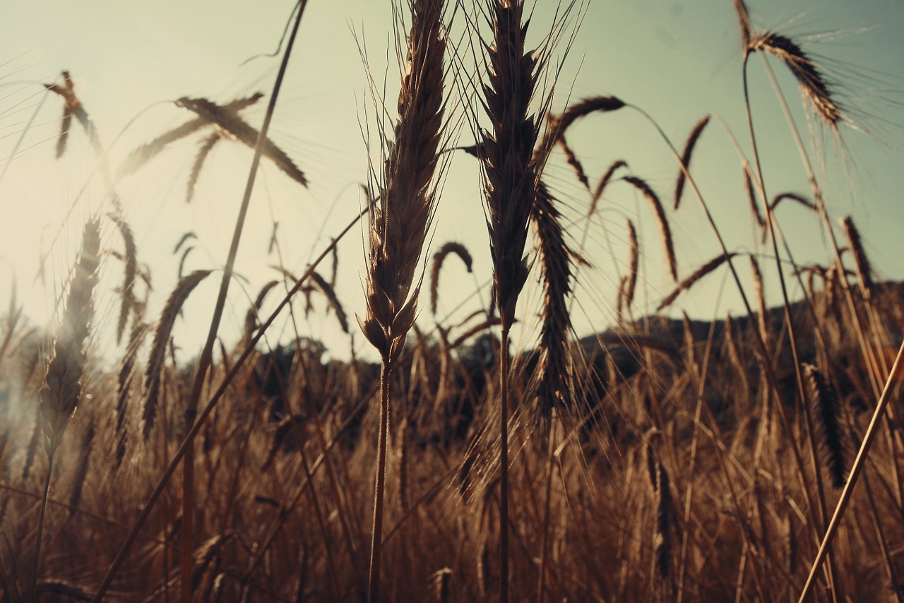 cereals landscape nature free photo