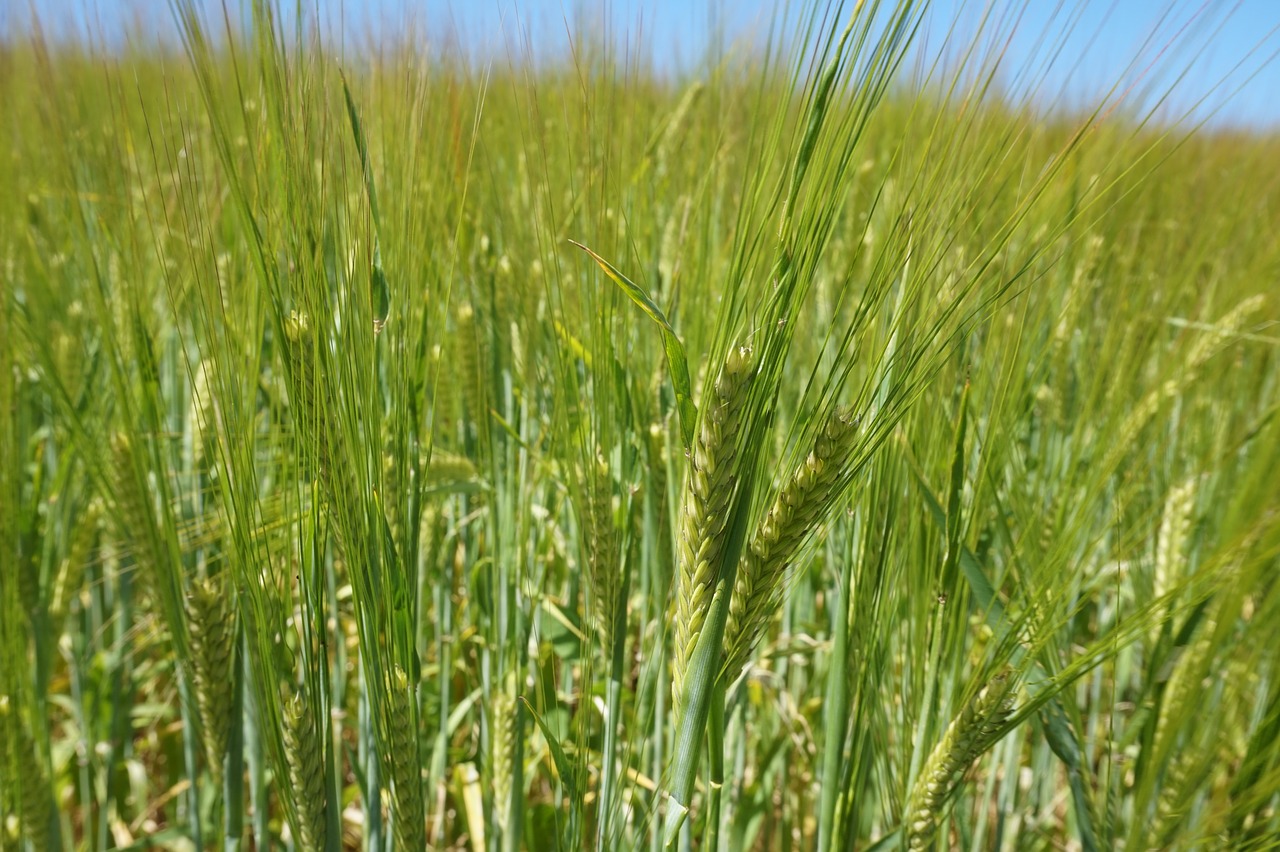 cereals  summer  field free photo