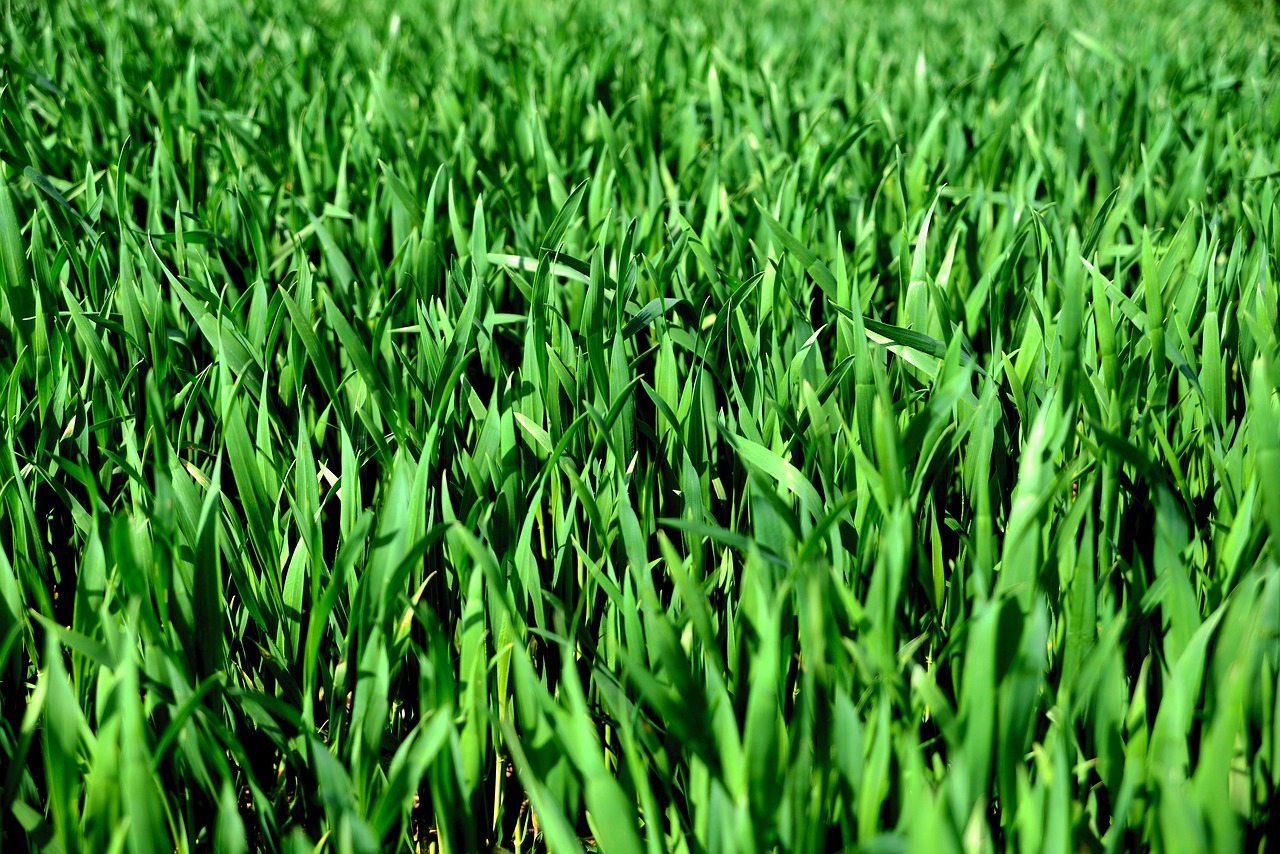 cereals  green  sowing free photo