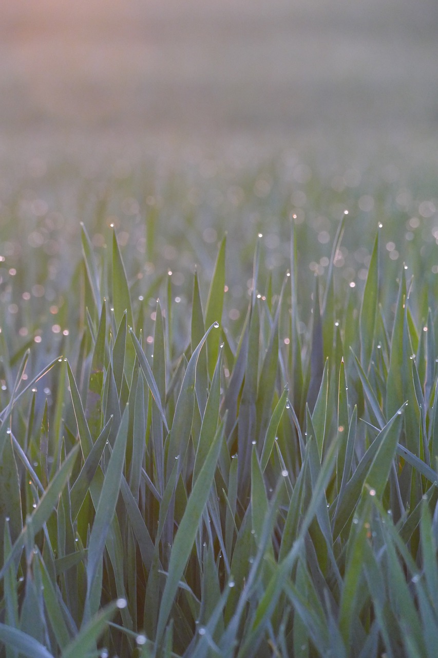 cereals  dew  morning free photo