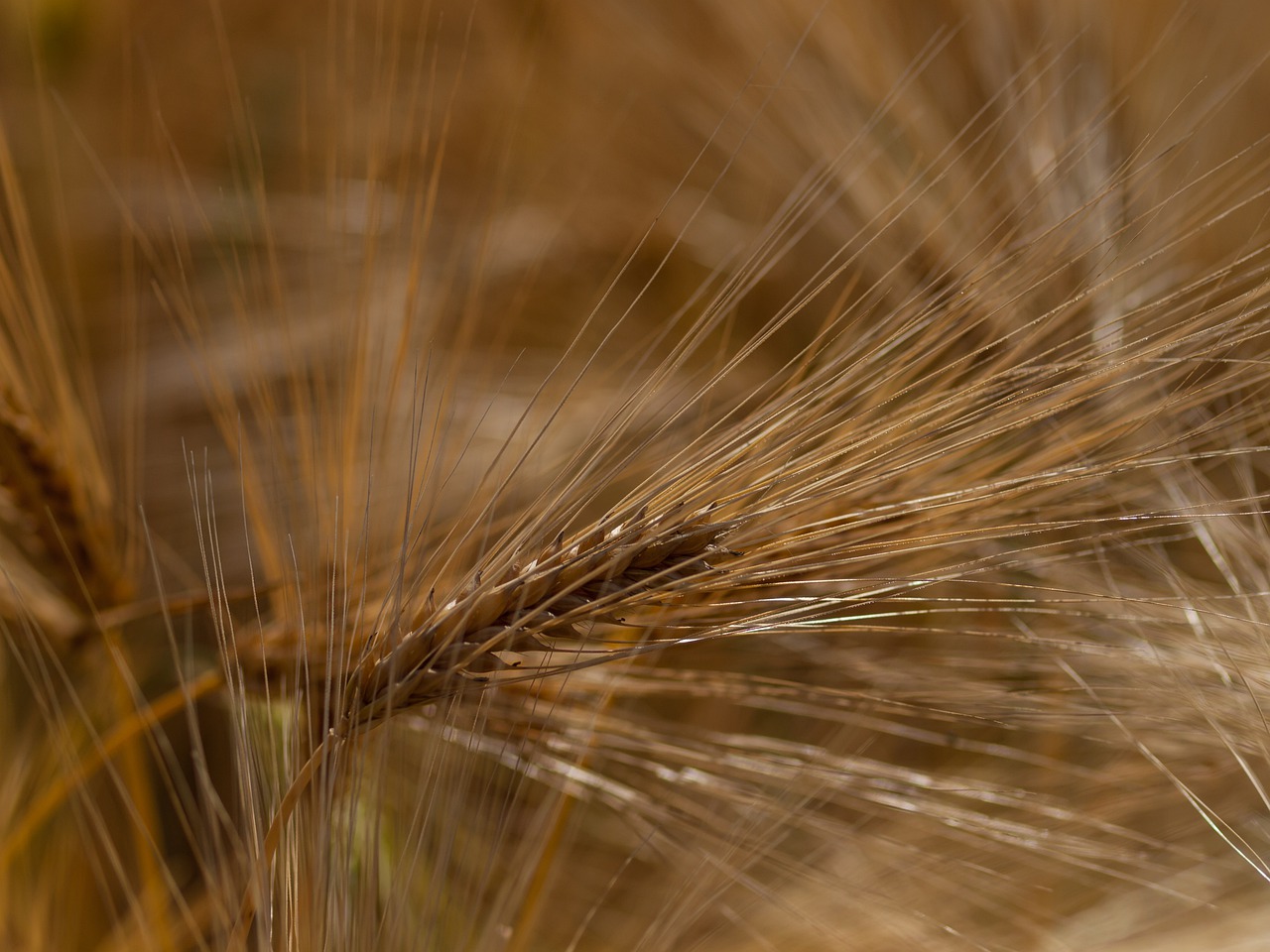 cereals  field  nature free photo