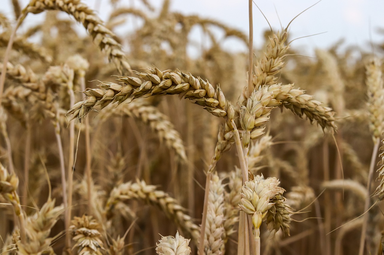 cereals  summer  field free photo