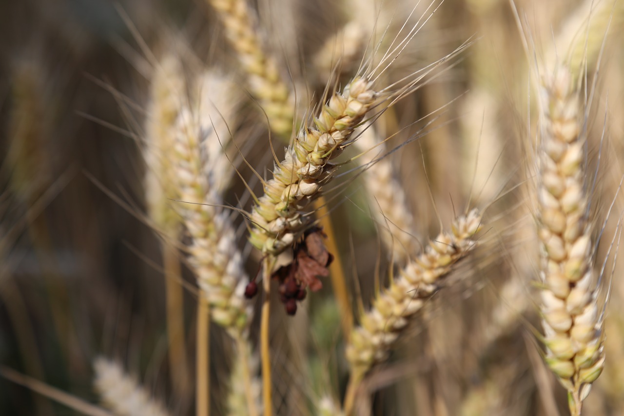 cereals barley barley field free photo