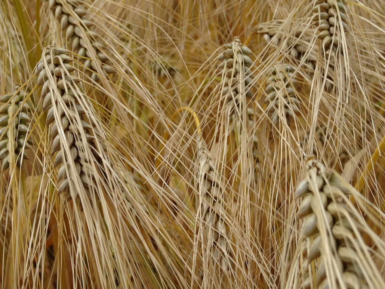 cereals barley grain free photo