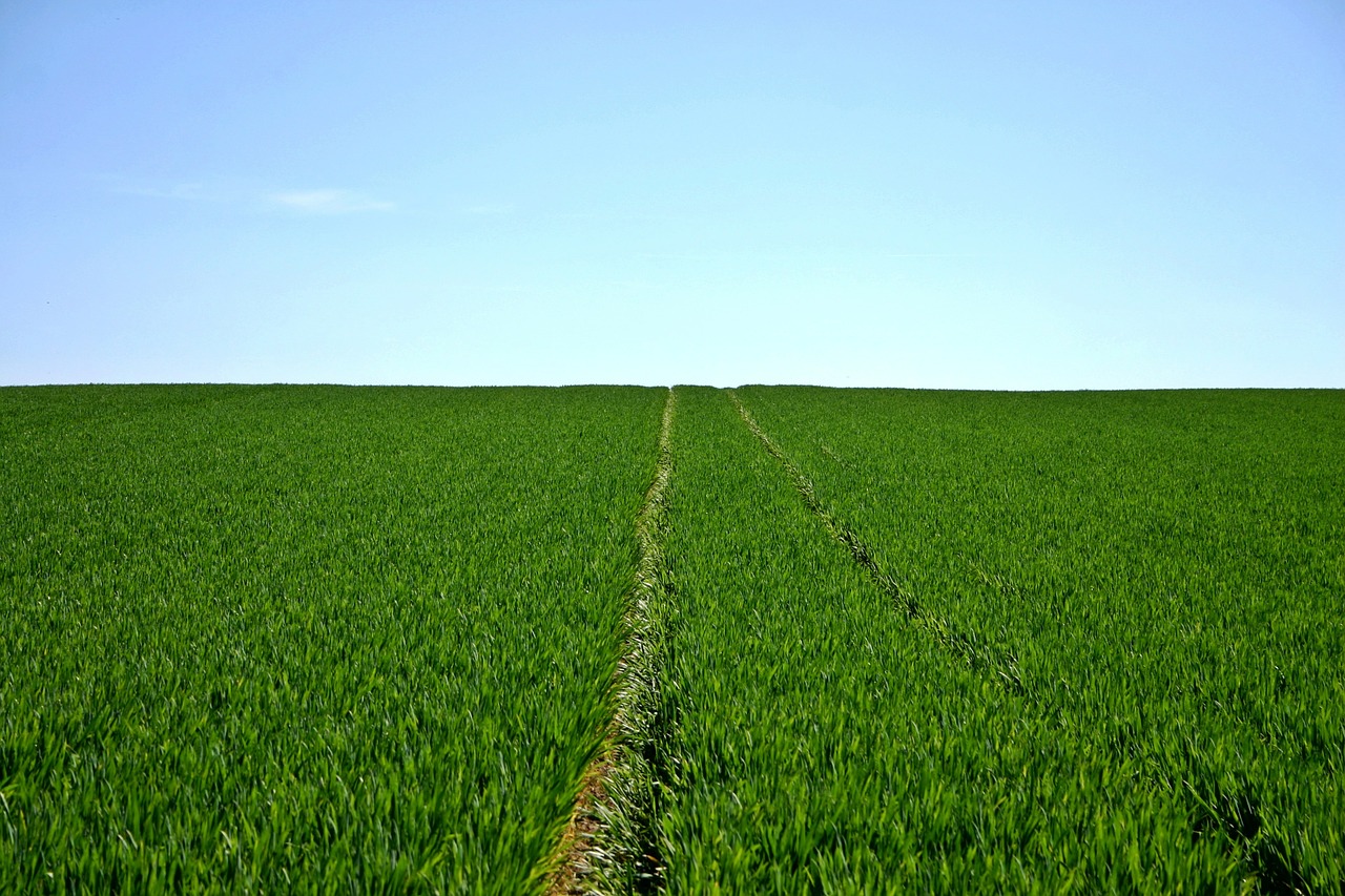 cereals field green free photo