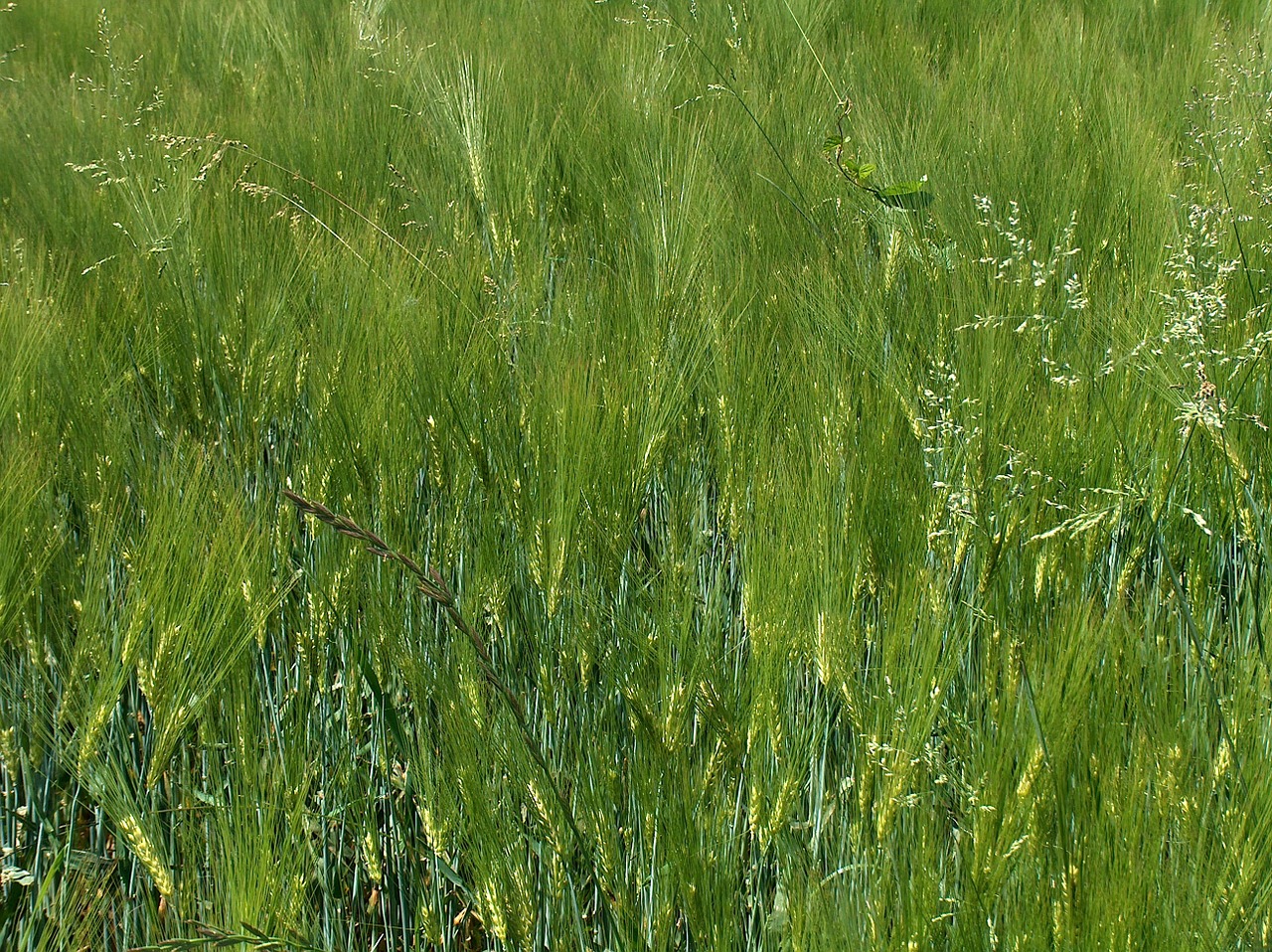 cereals spike wheat field free photo