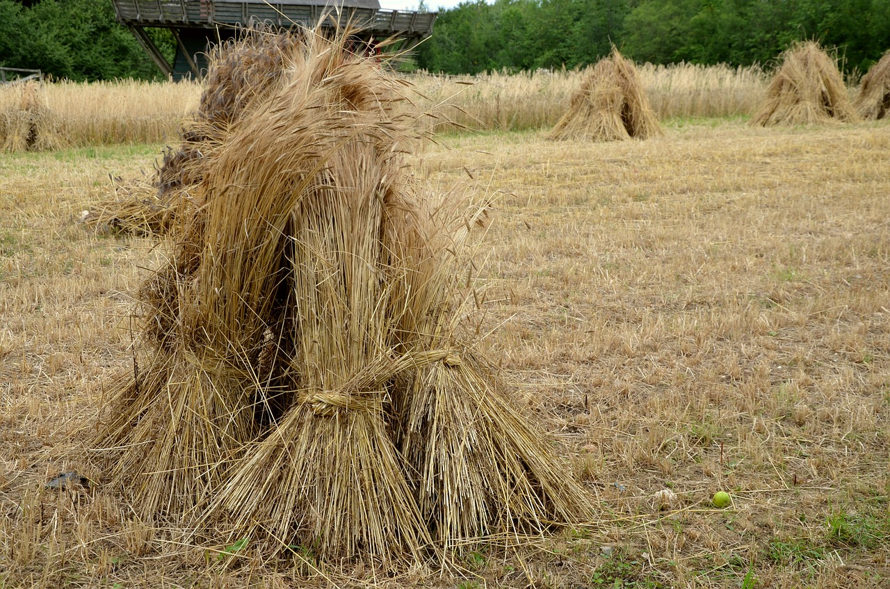 cereals sheaves field free photo
