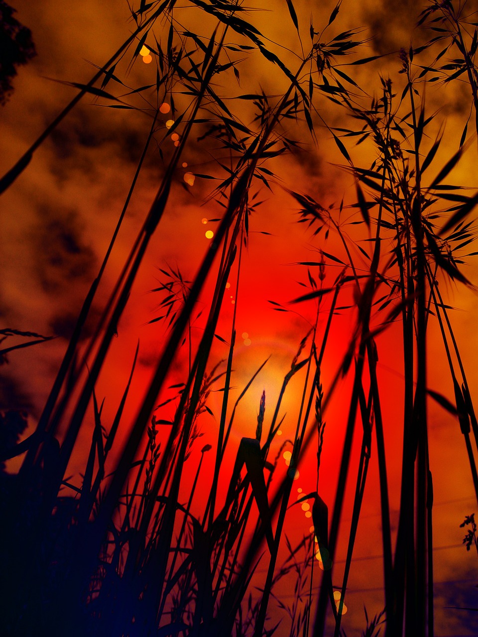 cereals sunset grasses free photo