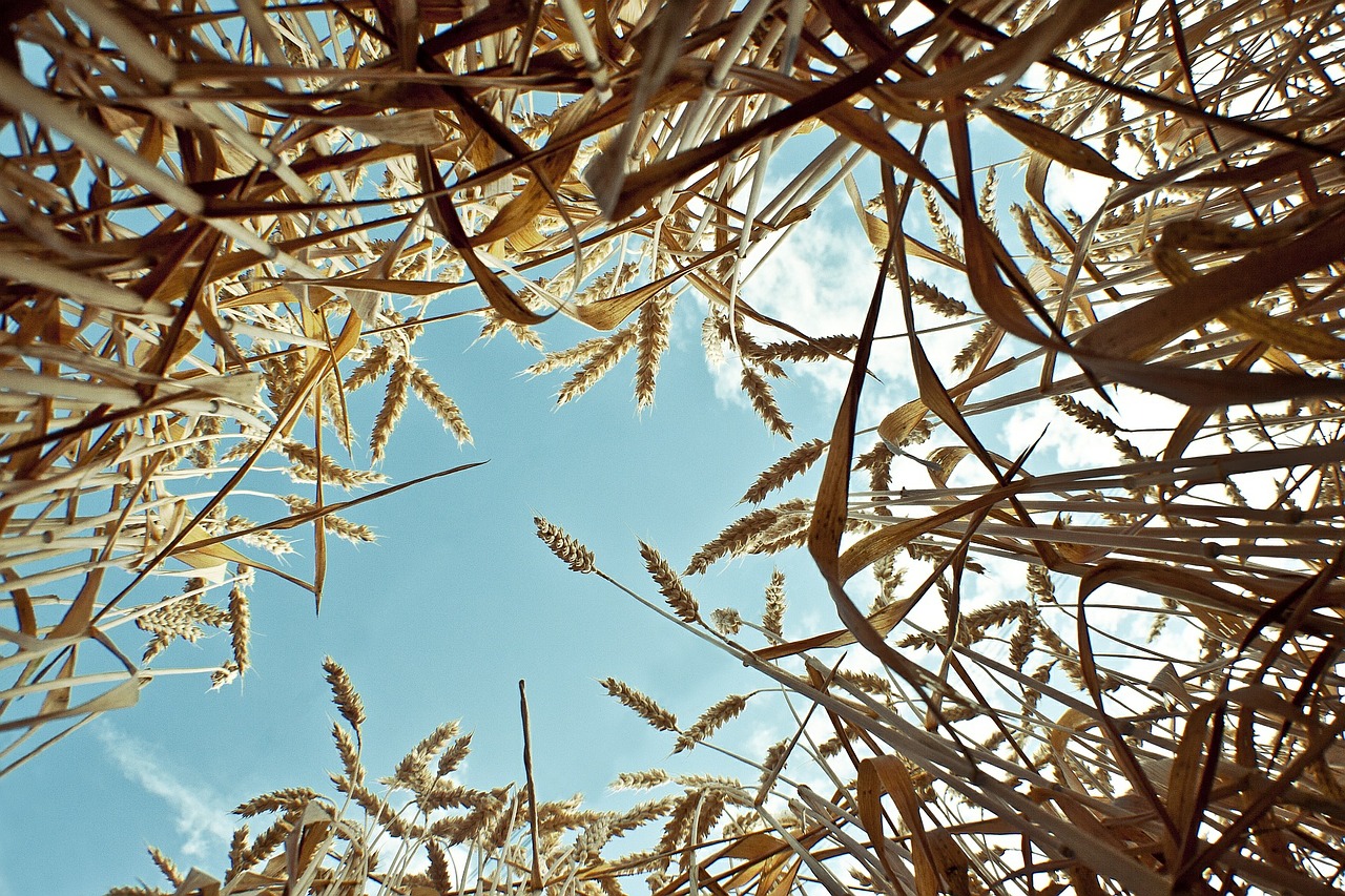 cereals wheat field wheat free photo