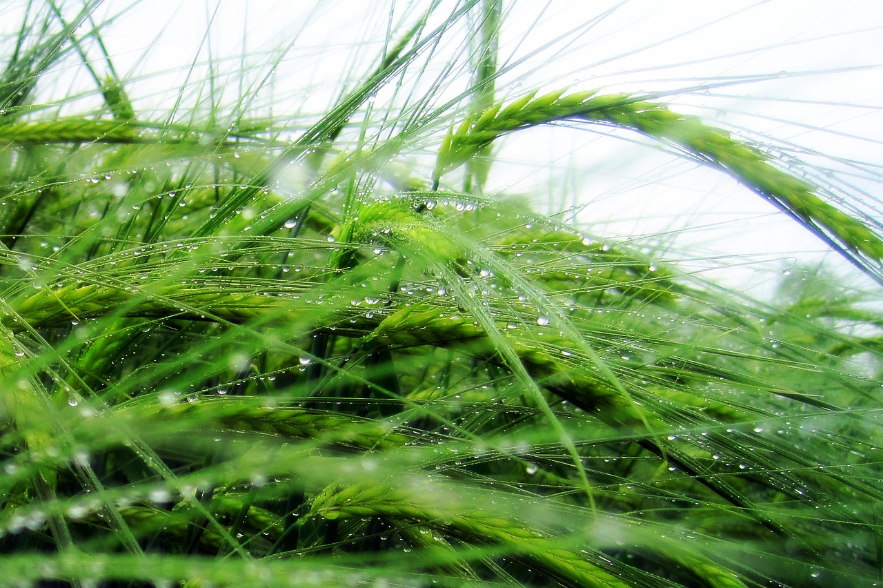 cereals rain field free photo