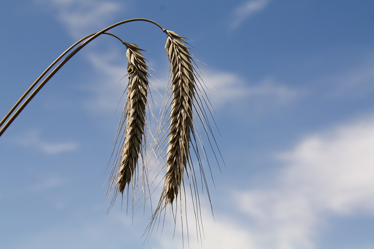 cereals grain spike free photo