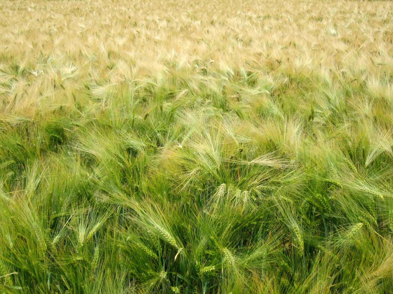 cereals harvest green free photo