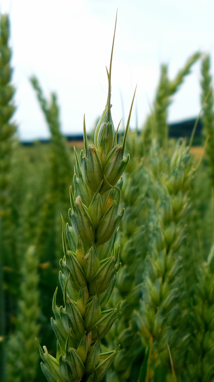 cereals barley grain free photo