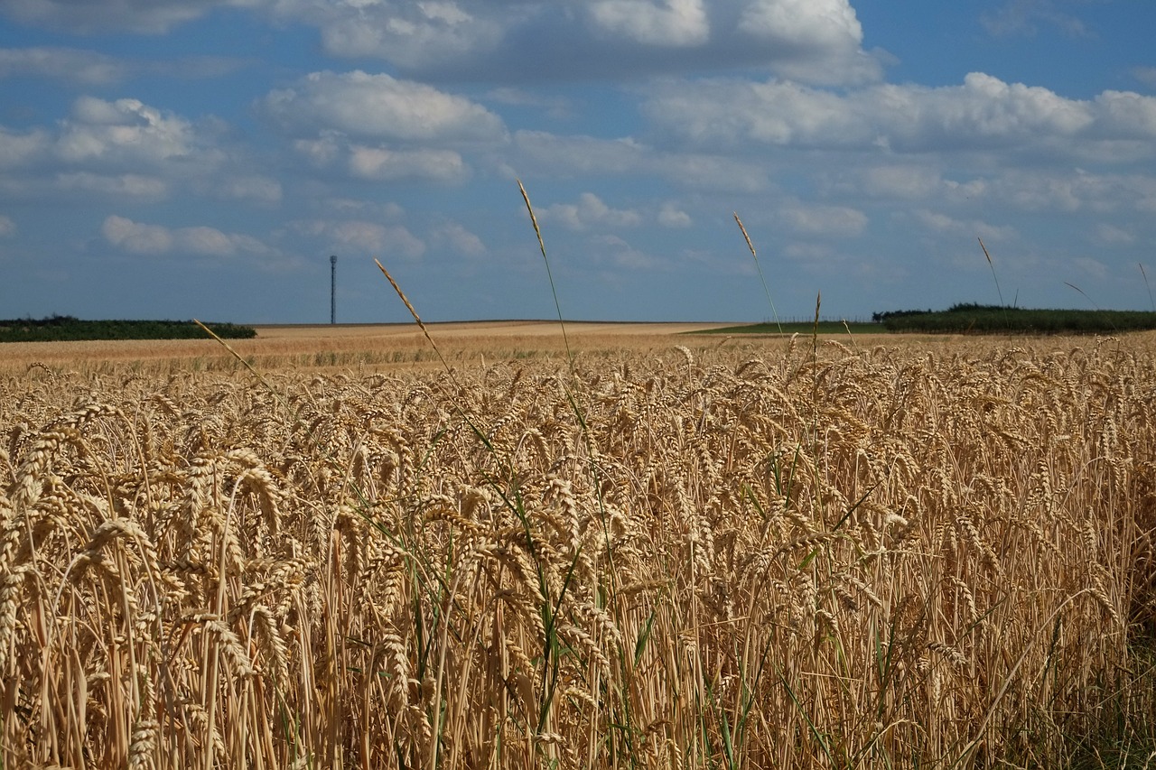 cereals cornfield spike free photo