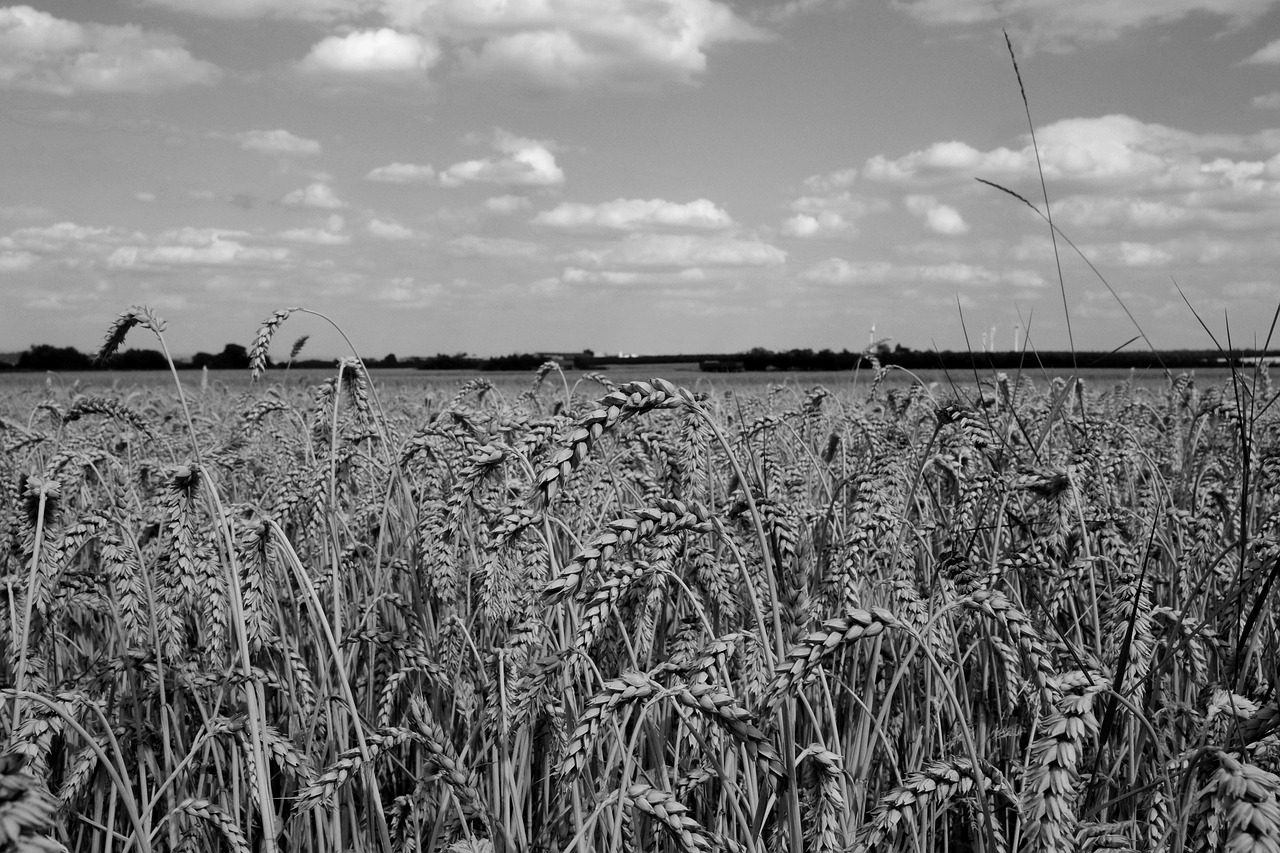 cereals black and white nature free photo