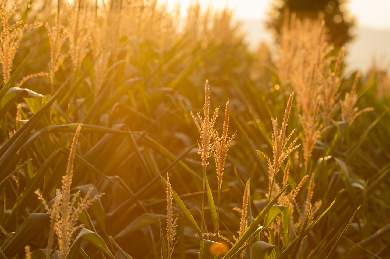 cereals cornfield landscape free photo
