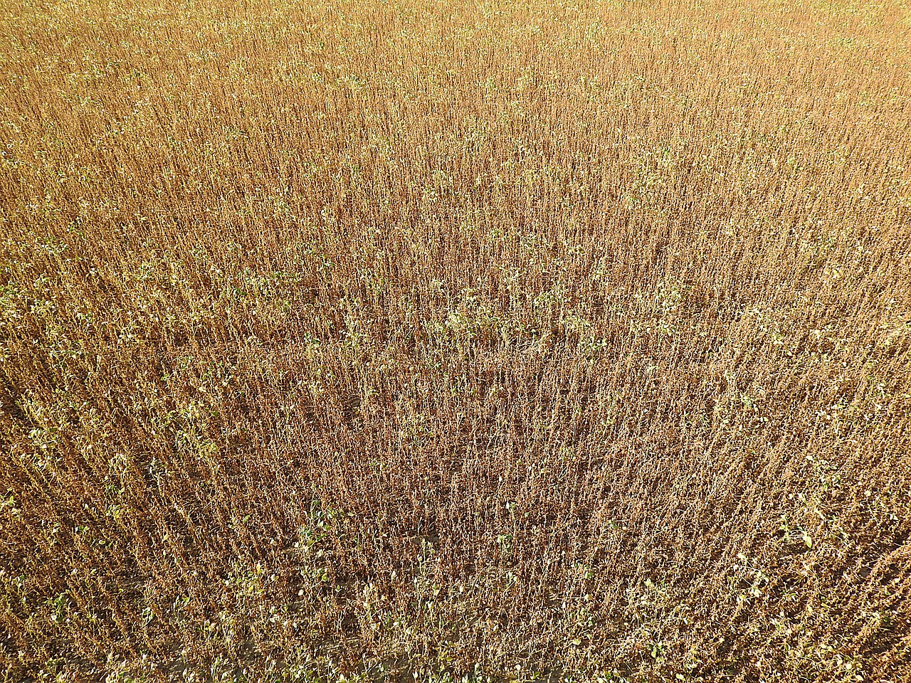cereals soy field free photo