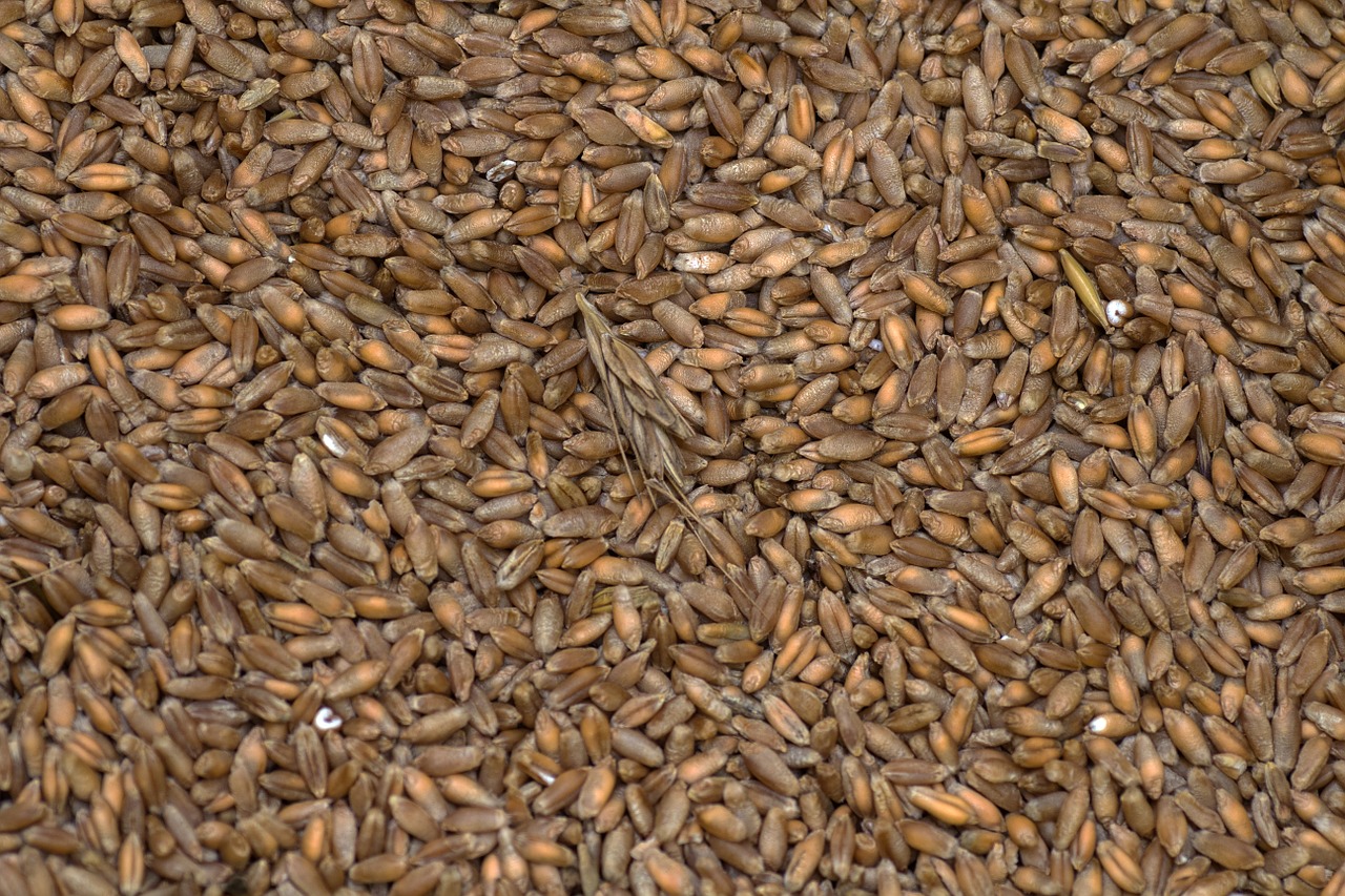 cereals wheat grain free photo