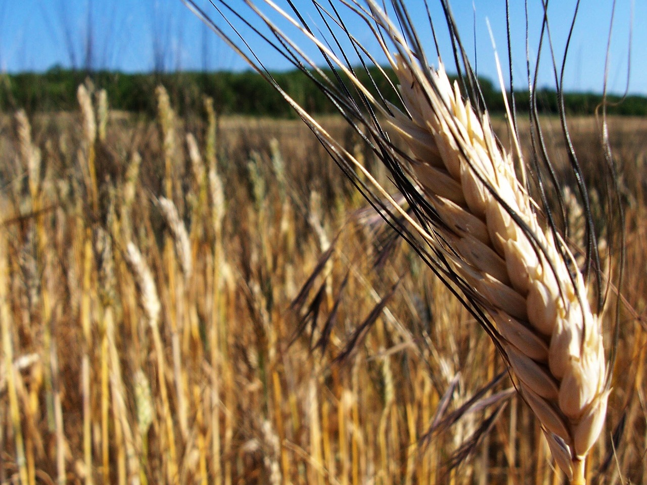 cereals cornfield epi free photo