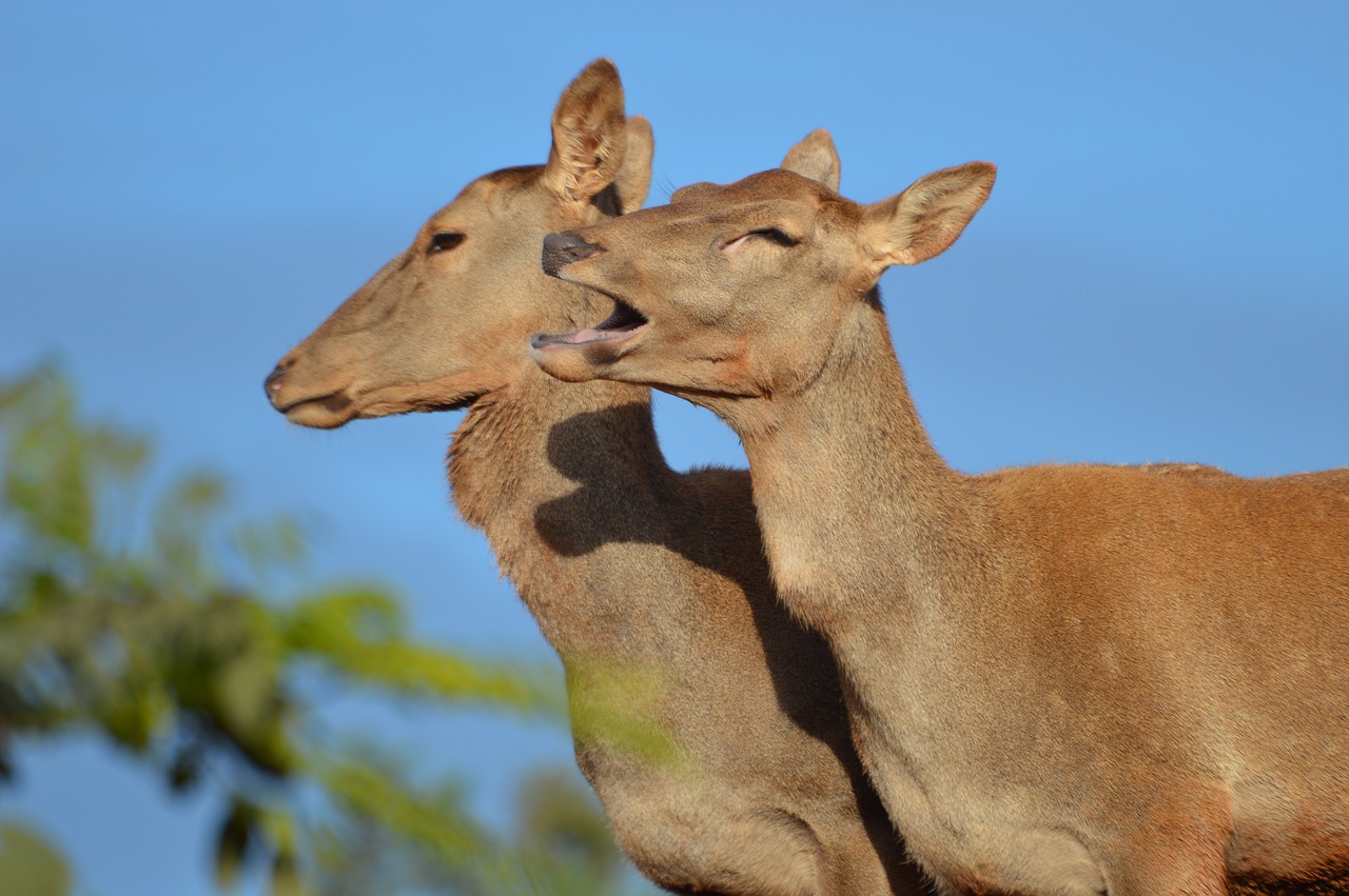 cerf de berberie  ungulate  morocco free photo