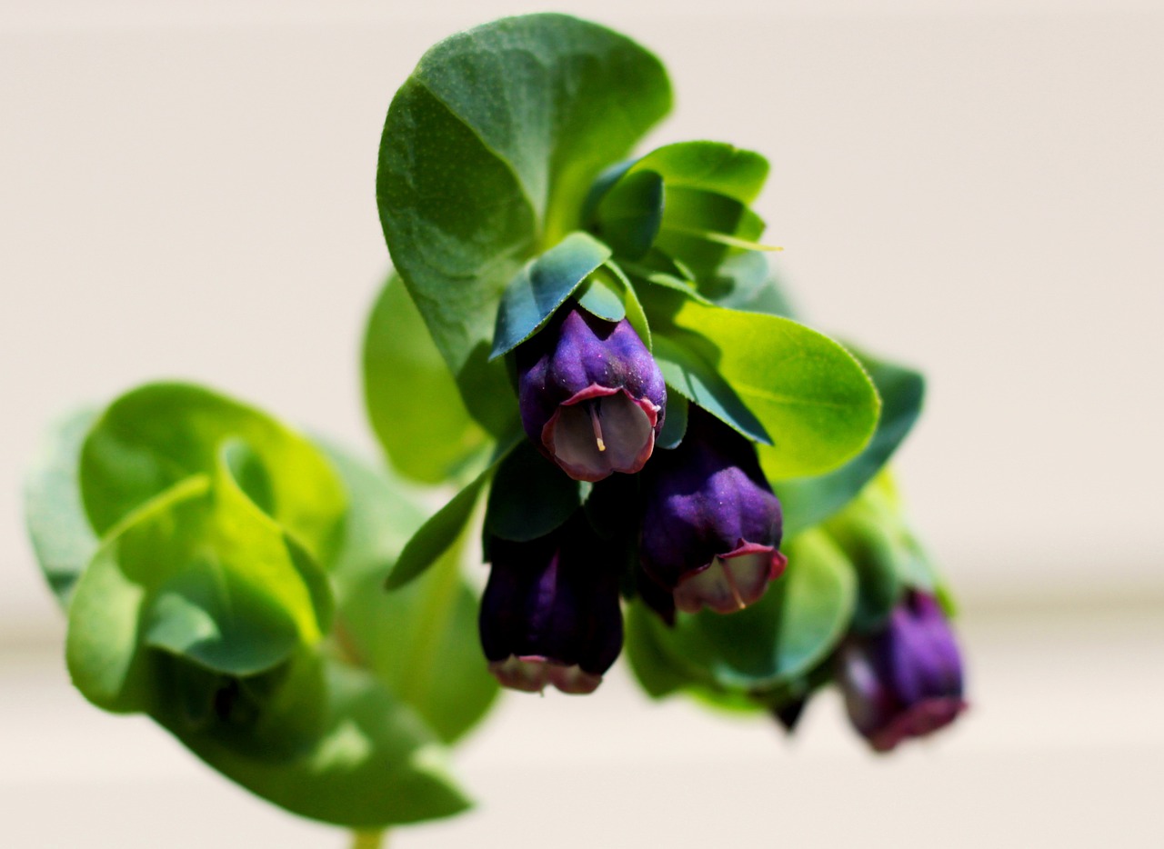 cerinthe major purperascens  wasbloem  garden free photo