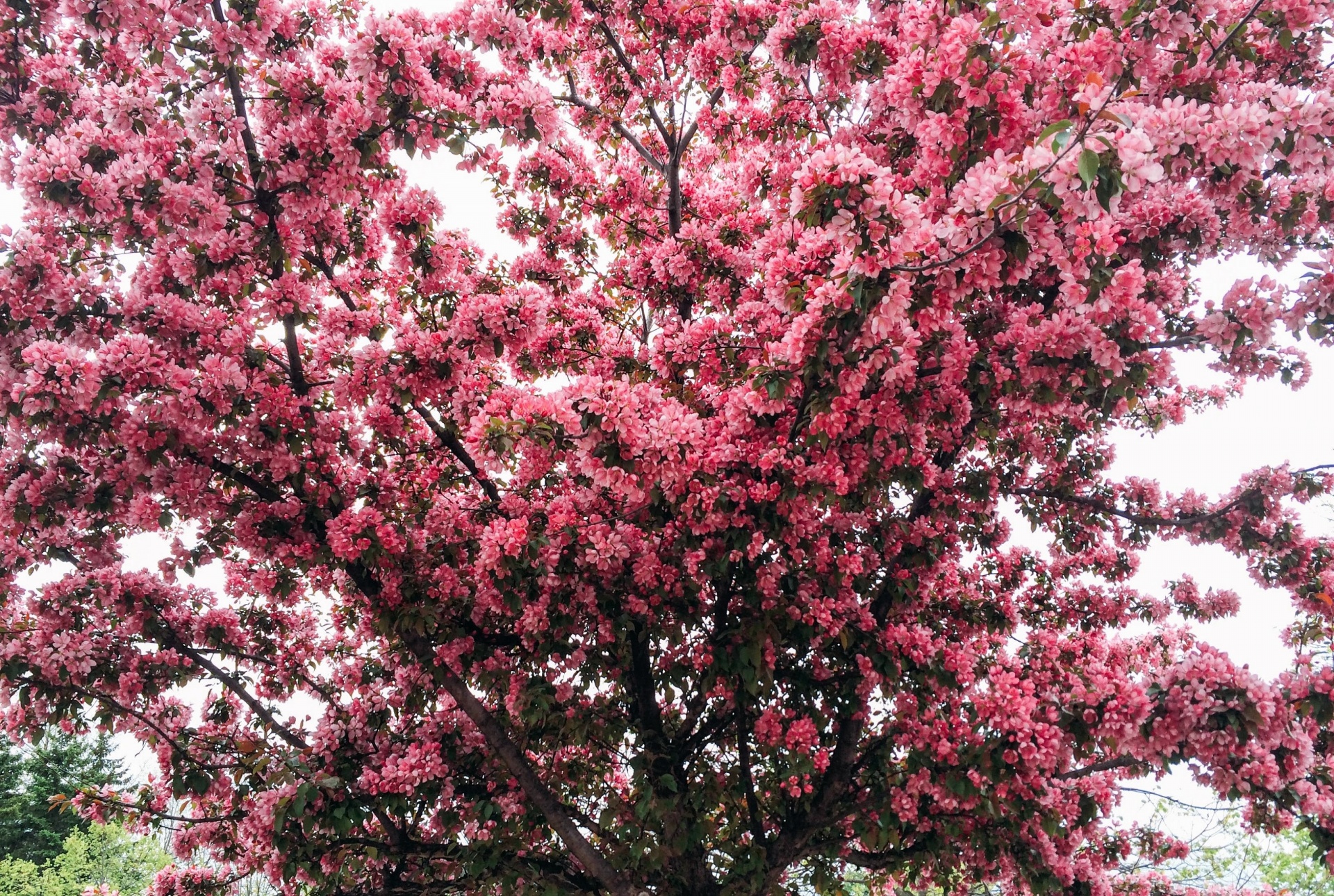 pink flowers floral free photo