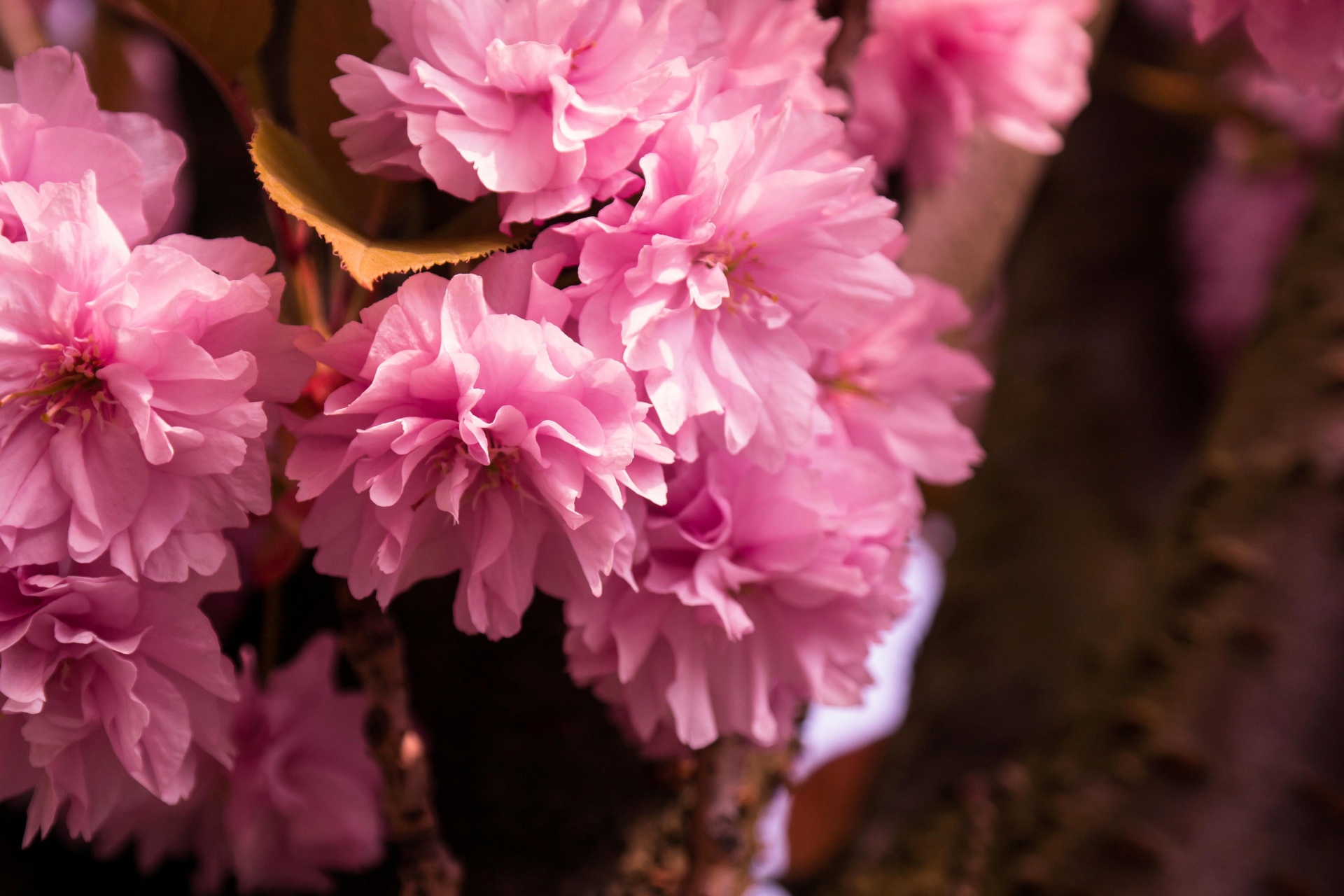 pink flowers floral free photo