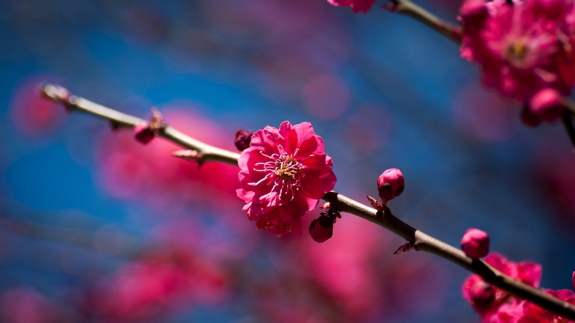 pink flowers floral free photo