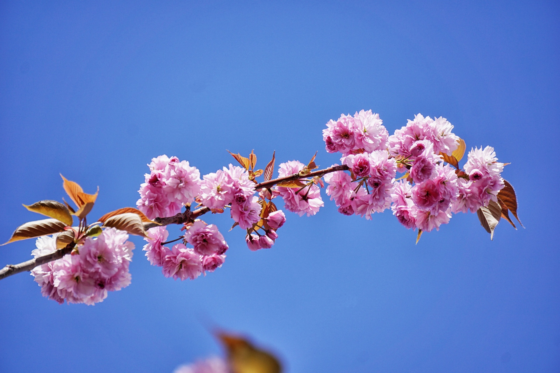 flower flora bloom free photo