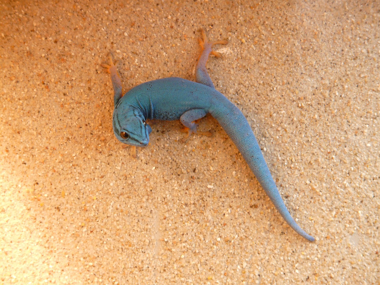 cerulean dwarf day gecko gecko free photo