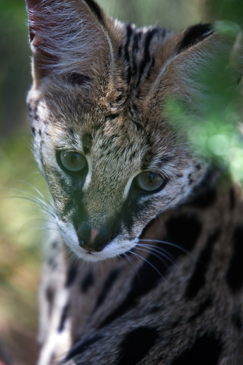 cerval animal wildlife free photo