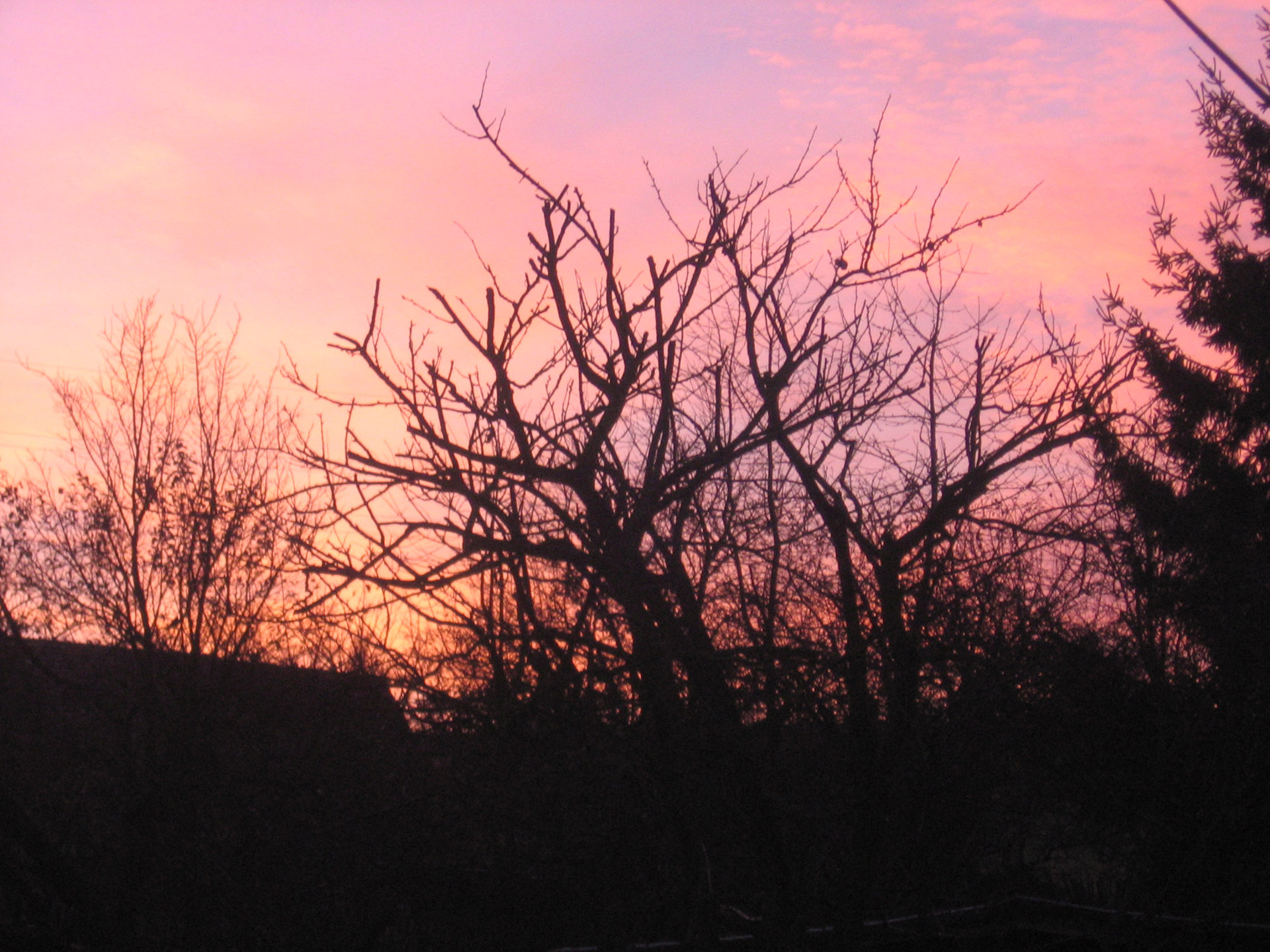 sky trees dawn free photo