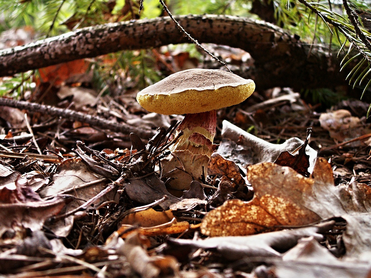 červenočechratka fungus forest free photo