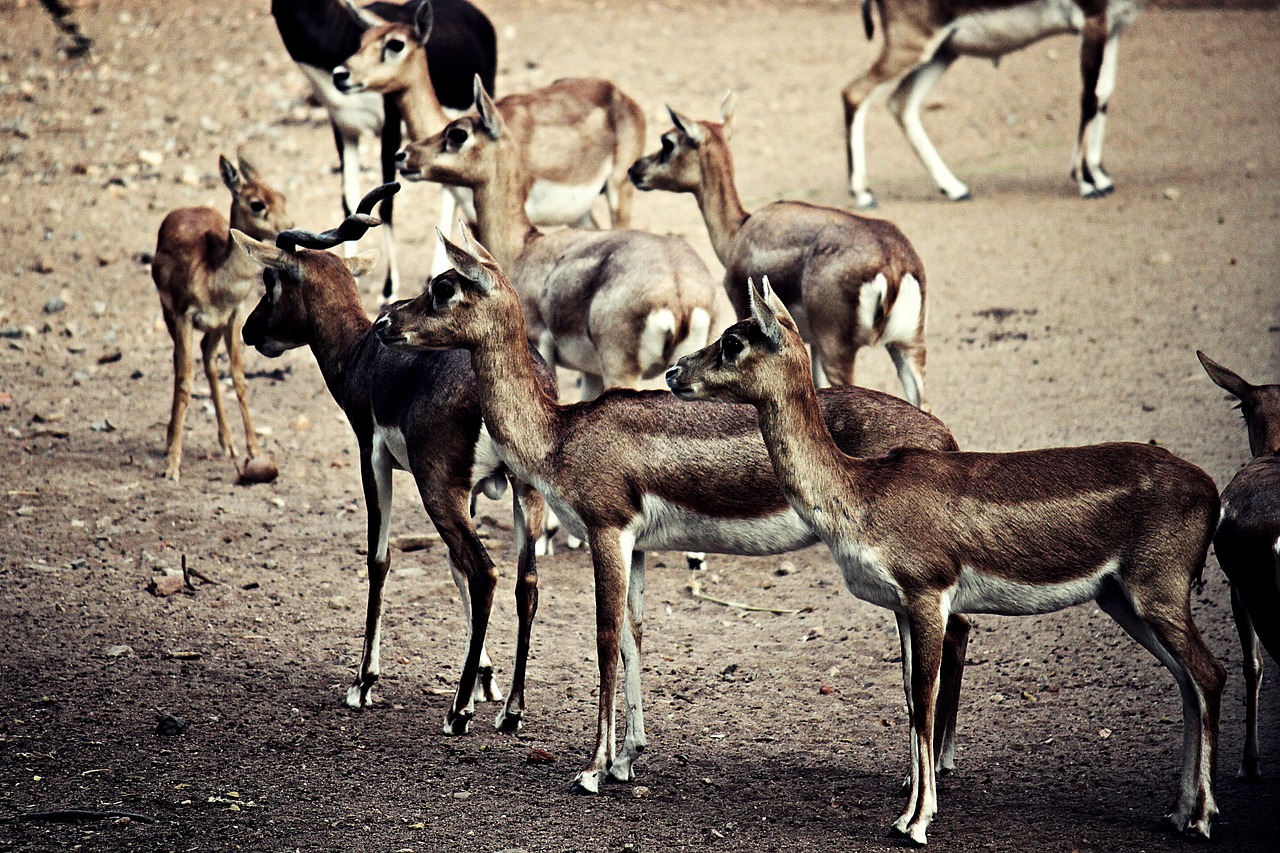 cervidae  deer  animal free photo
