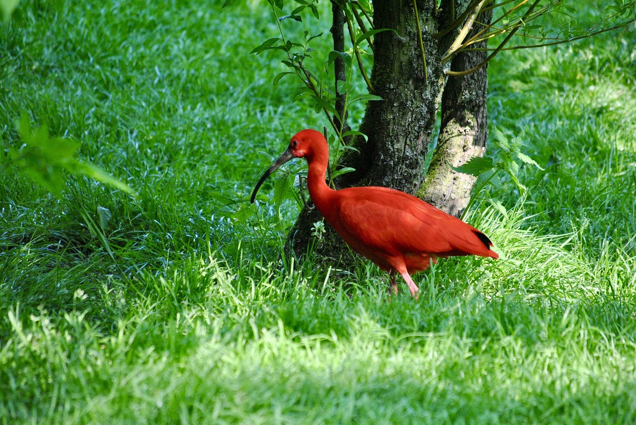 cerza  flamingo  pink free photo