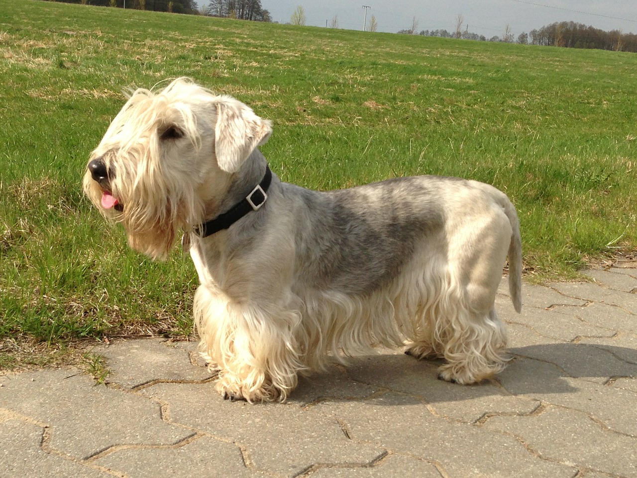 cesky terrier bohemian terrier dog free photo