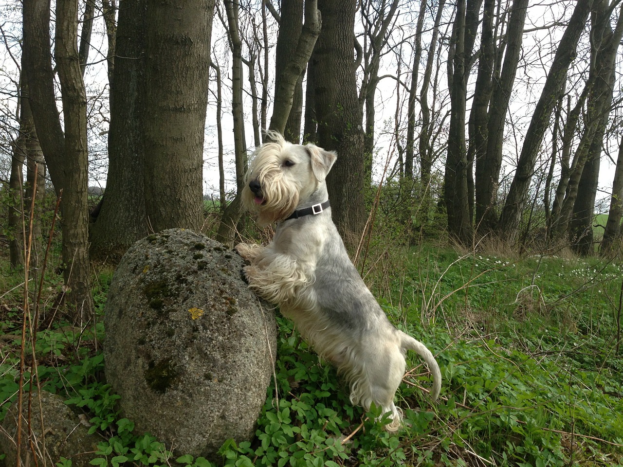 cesky terrier dog stone free photo