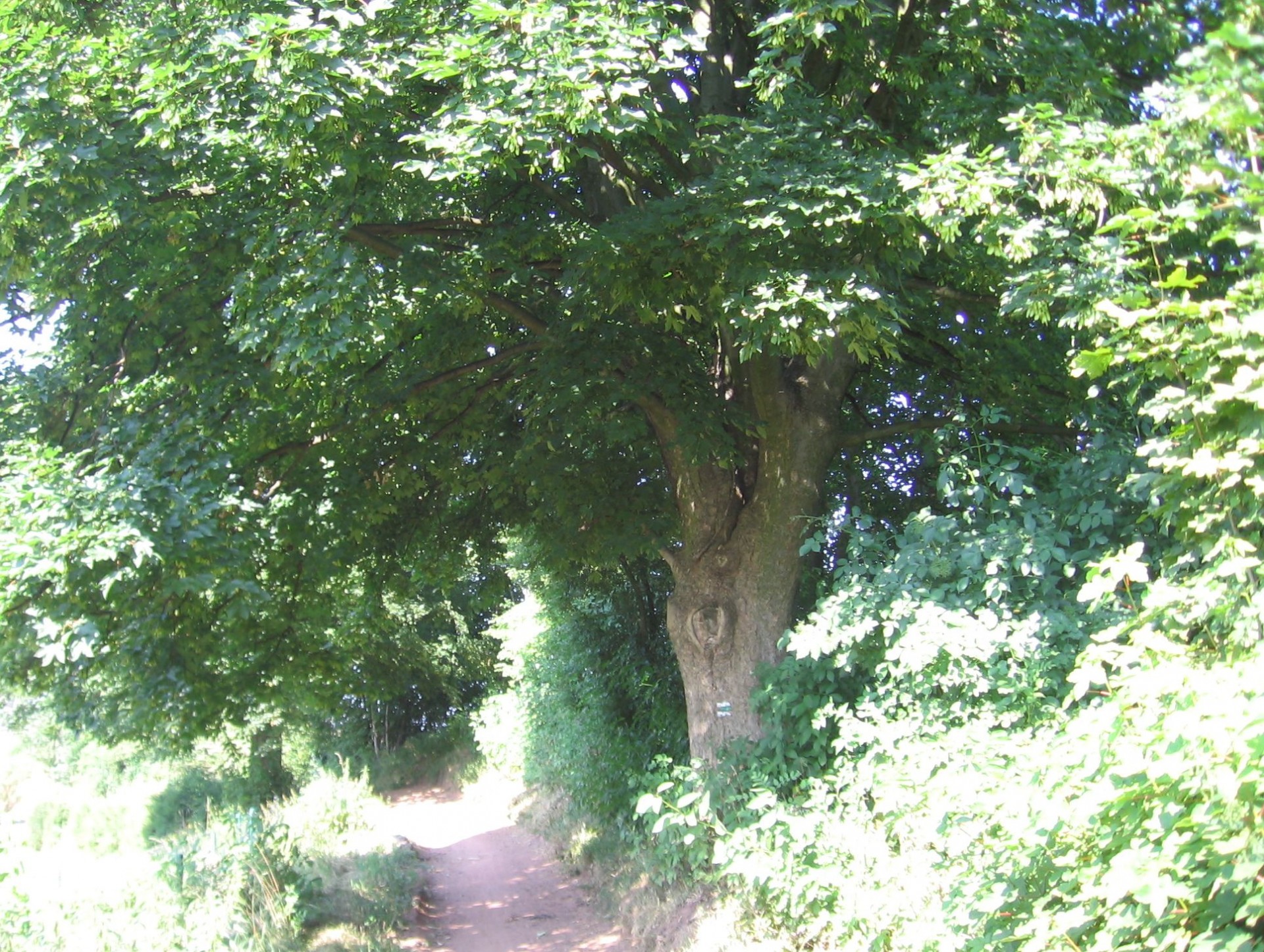 maple path tree free photo