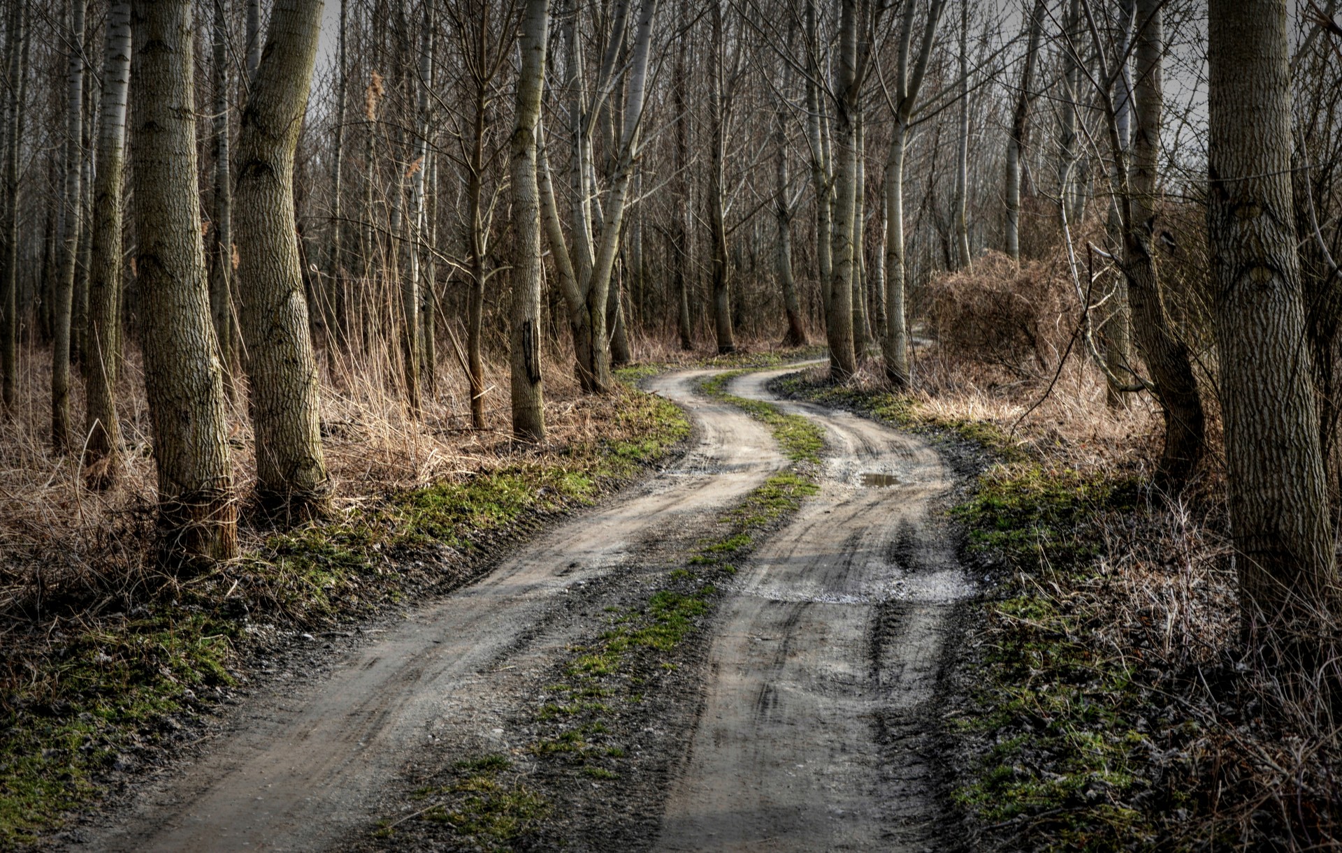 path forest spring free photo