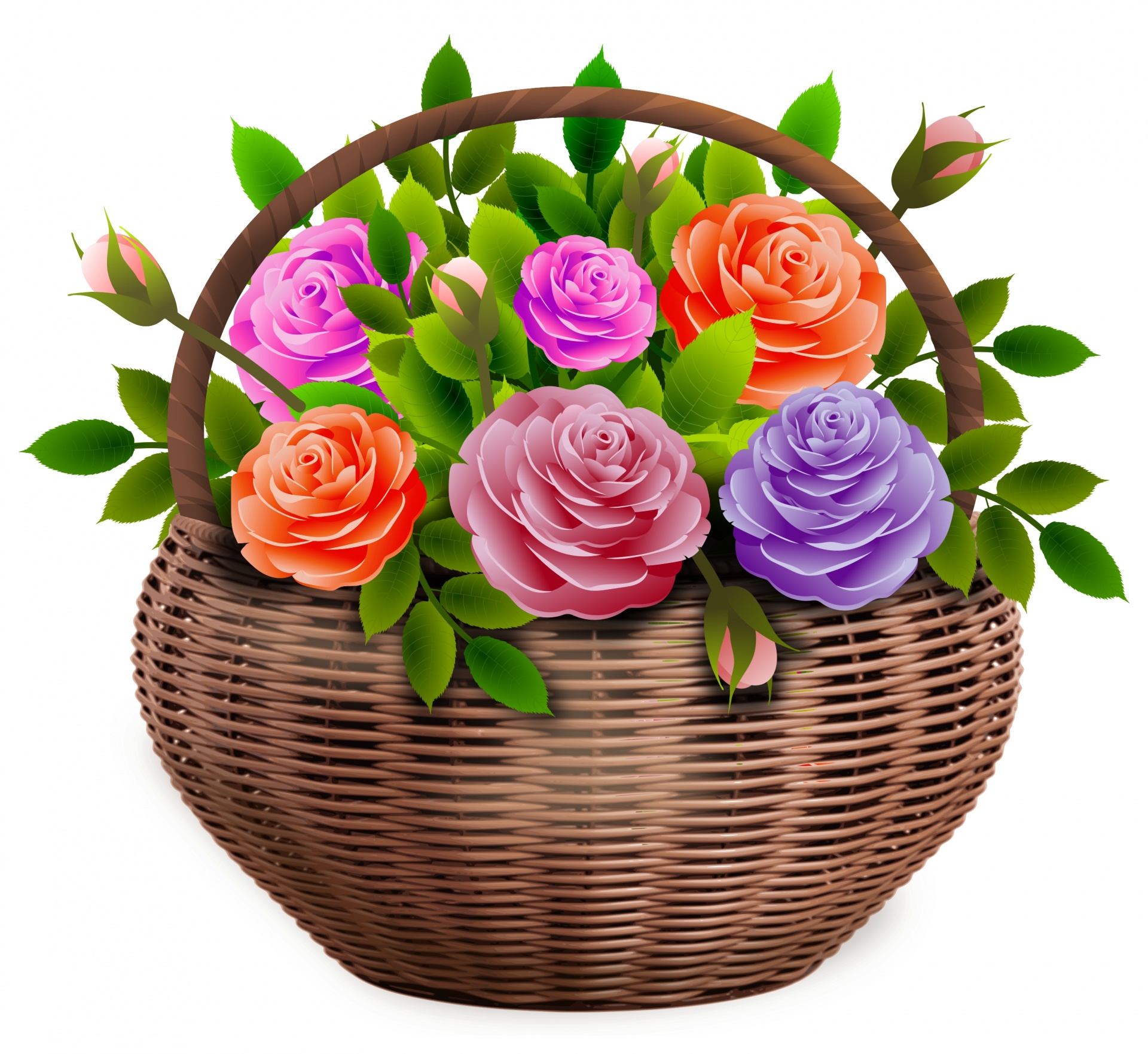 roses basket rose garden free photo