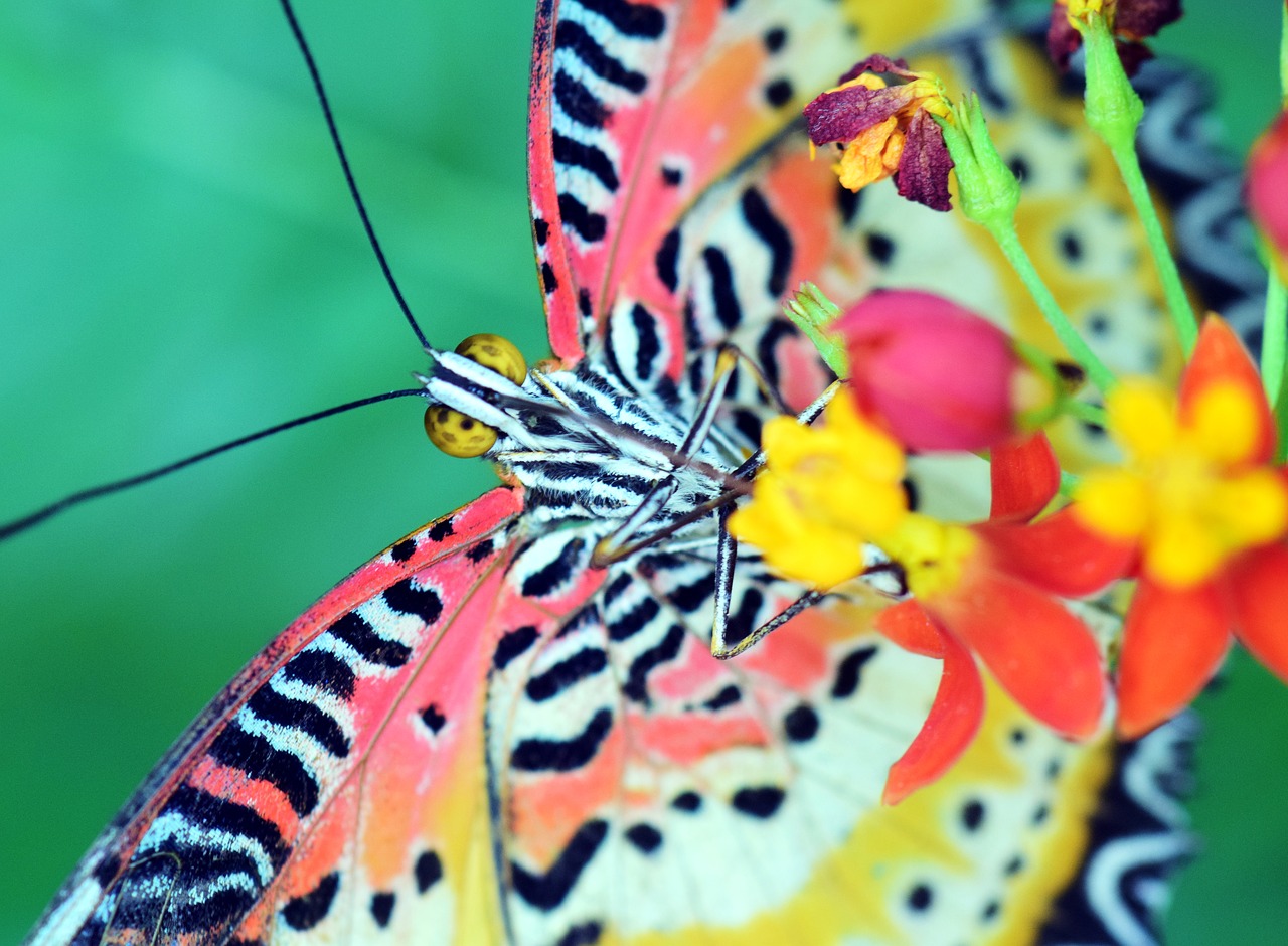 cethosia cyane leopard top butterfly free photo