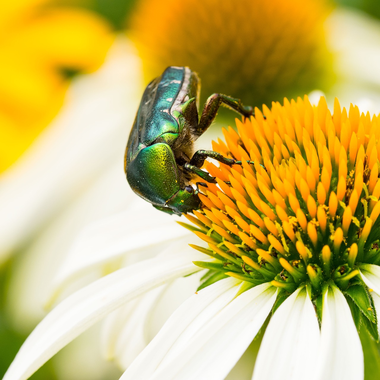 cetoine flower insects free photo